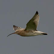 Eurasian Curlew