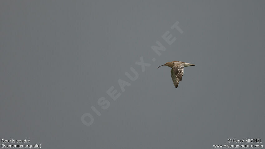 Eurasian Curlew