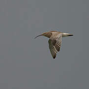 Eurasian Curlew