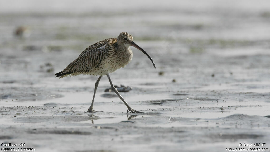 Eurasian Curlew