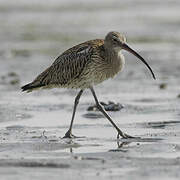 Eurasian Curlew