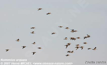 Eurasian Curlew