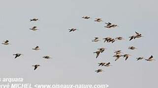 Eurasian Curlew