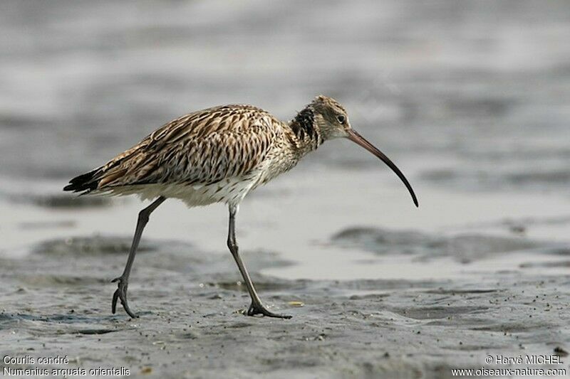 Eurasian Curlew, identification