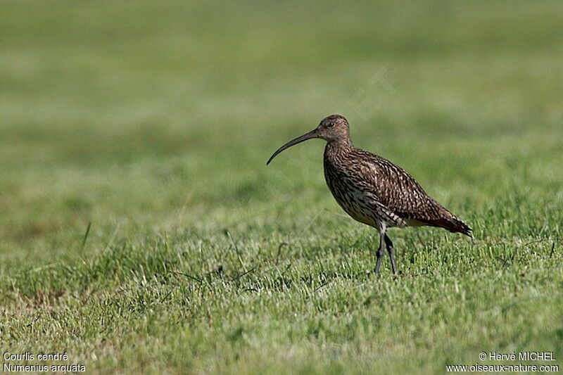 Eurasian Curlew, identification