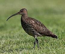 Eurasian Curlew