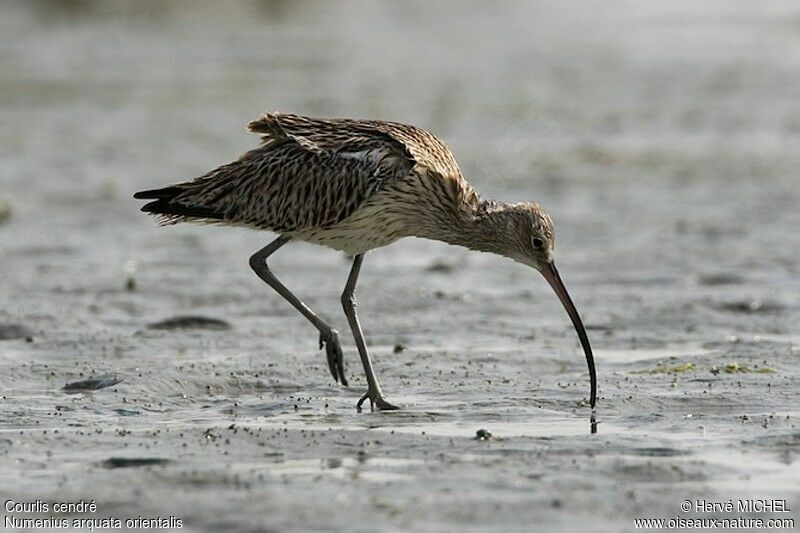 Eurasian Curlew, identification