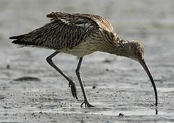 Eurasian Curlew