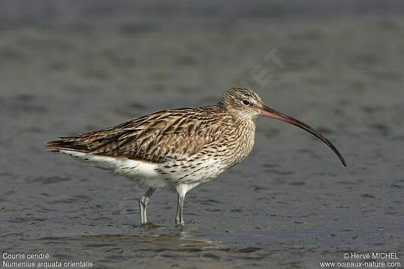 Eurasian Curlew, identification