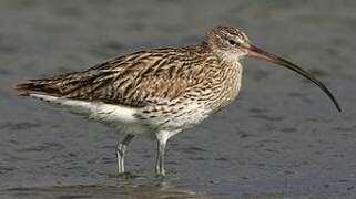 Eurasian Curlew