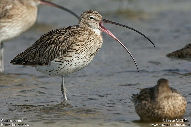 Eurasian Curlew, identification