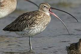 Eurasian Curlew