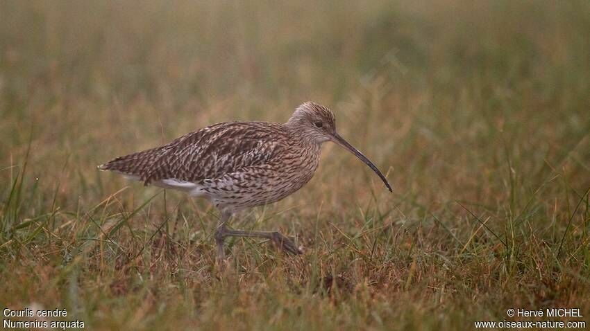 Eurasian Curlew