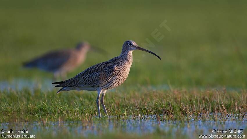 Eurasian Curlew