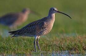 Eurasian Curlew