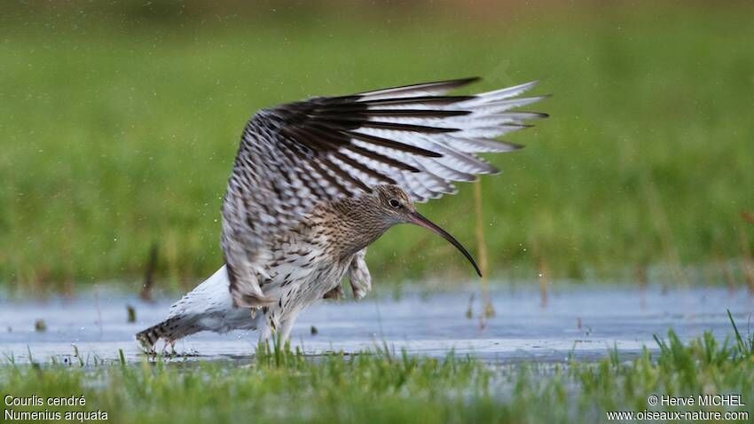 Eurasian Curlew, Behaviour