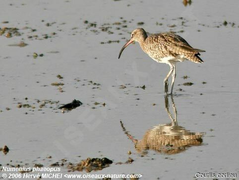 Eurasian Whimbrel