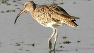 Eurasian Whimbrel