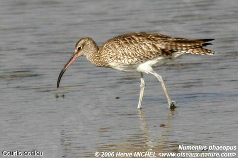 Eurasian Whimbrel