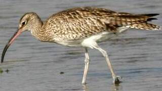 Eurasian Whimbrel