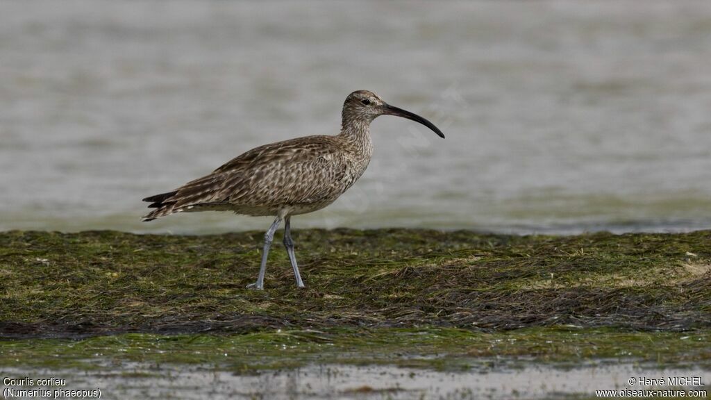 Eurasian Whimbrel