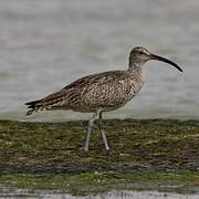 Eurasian Whimbrel