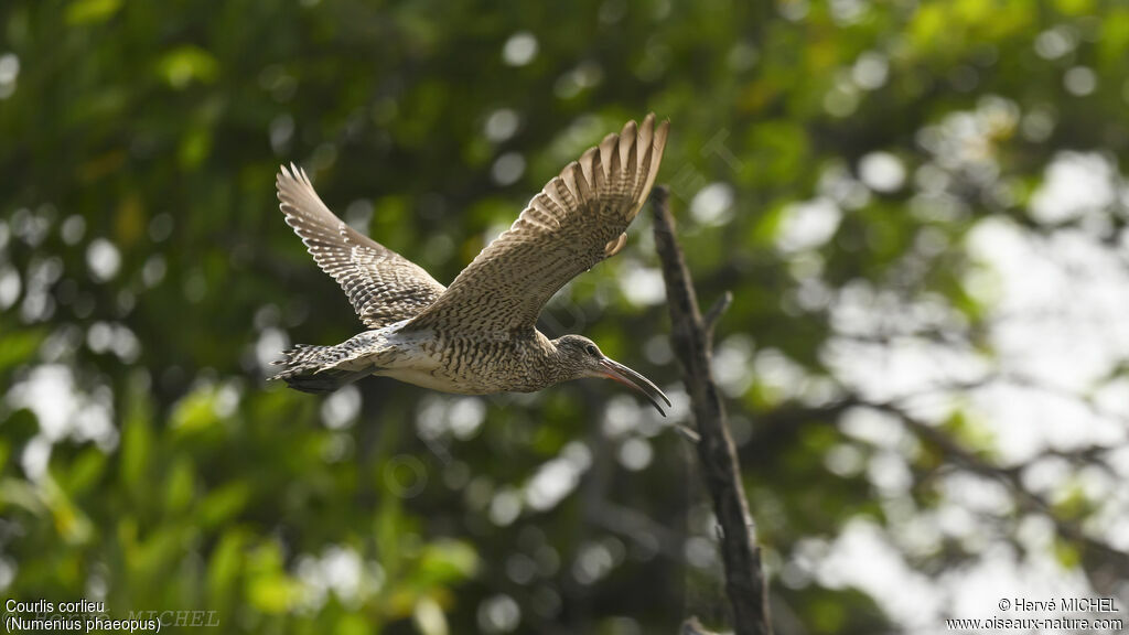 Eurasian Whimbrel