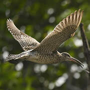 Eurasian Whimbrel