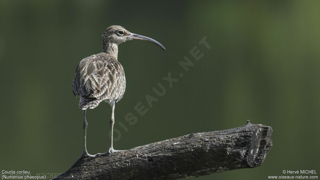 Eurasian Whimbrel