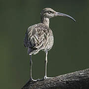 Eurasian Whimbrel