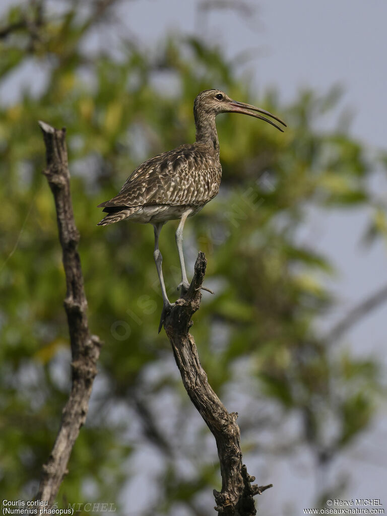 Eurasian Whimbrel