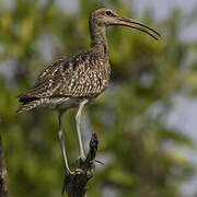 Eurasian Whimbrel