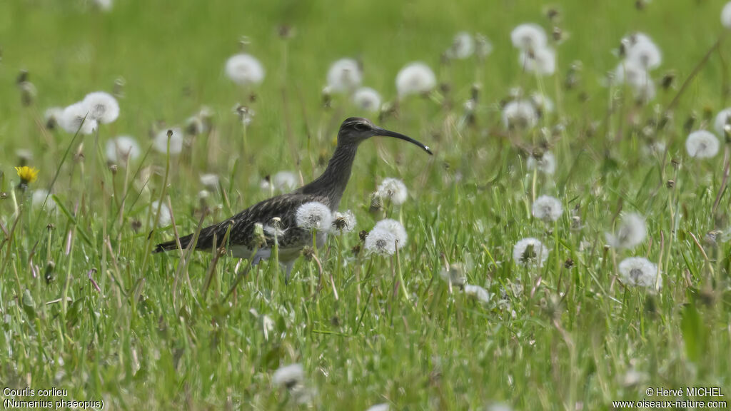 Eurasian Whimbrel