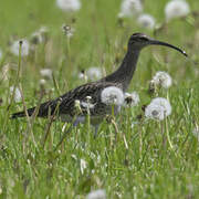 Eurasian Whimbrel