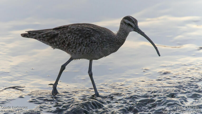 Hudsonian Whimbrel