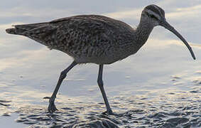 Hudsonian Whimbrel