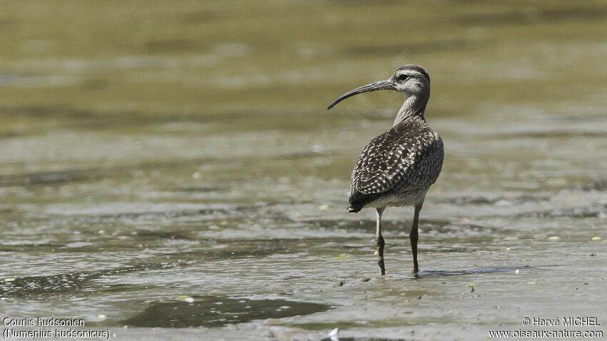 Hudsonian Whimbrel