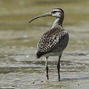 Hudsonian Whimbrel