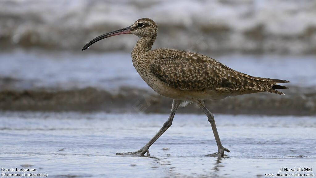 Hudsonian Whimbrel