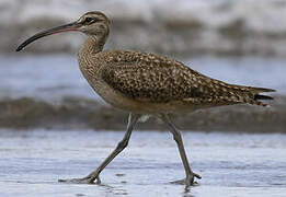 Hudsonian Whimbrel