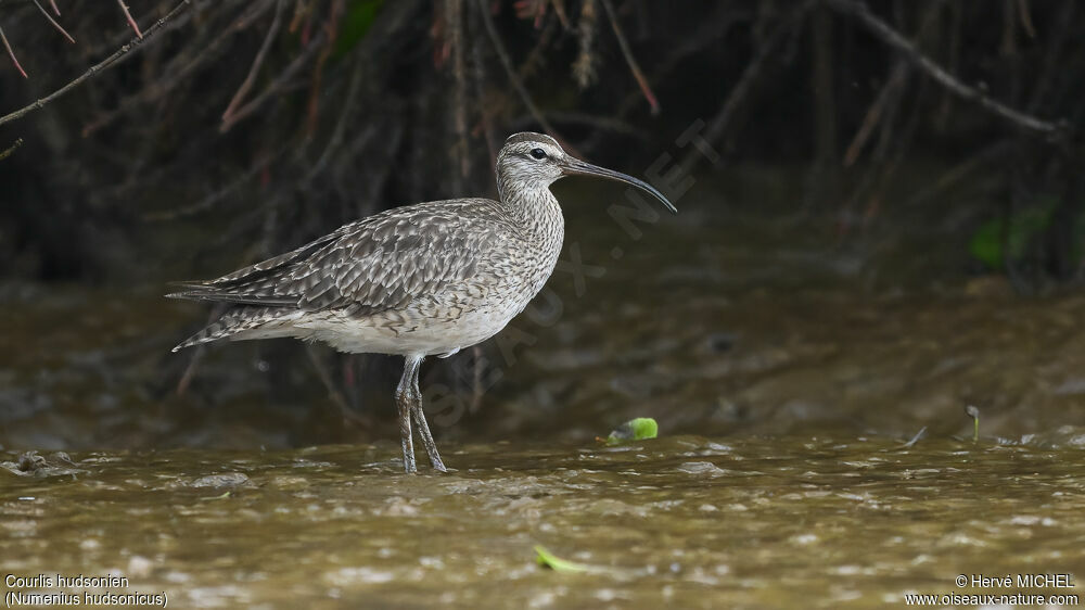 Hudsonian Whimbrel