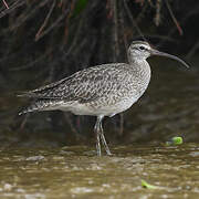 Hudsonian Whimbrel