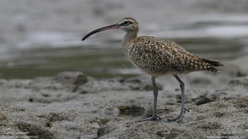 Hudsonian Whimbrel