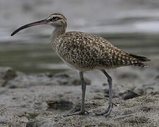 Hudsonian Whimbrel