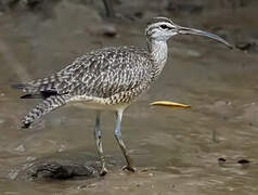 Hudsonian Whimbrel