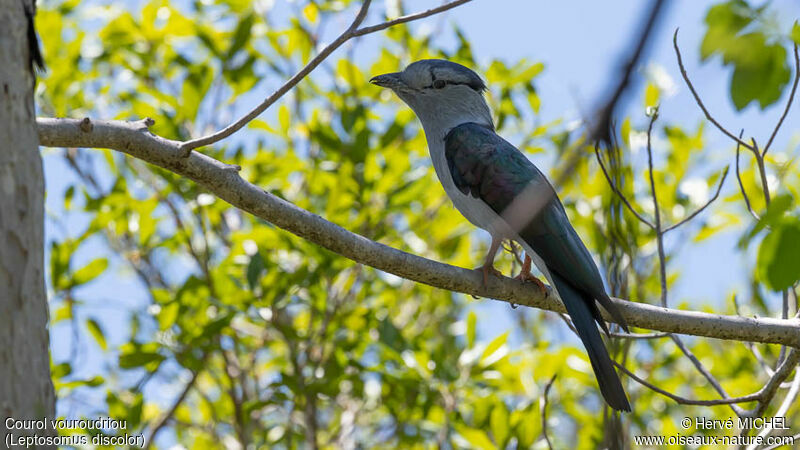 Cuckoo-roller male adult