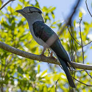 Cuckoo-roller