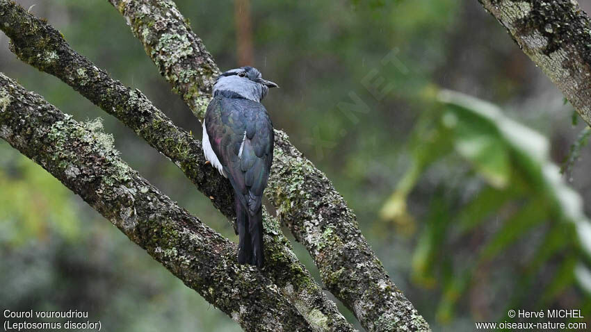 Cuckoo Roller male adult