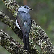 Cuckoo-roller