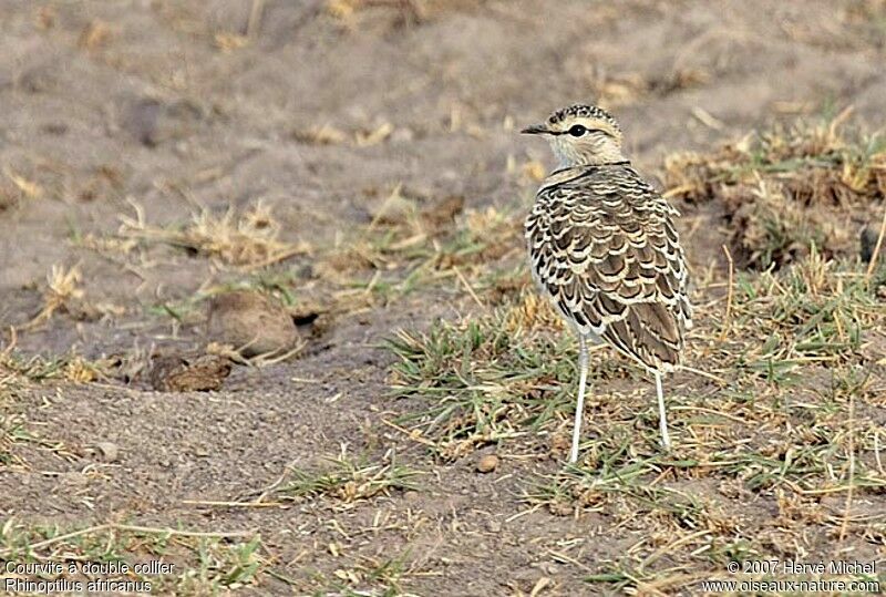 Double-banded Courser